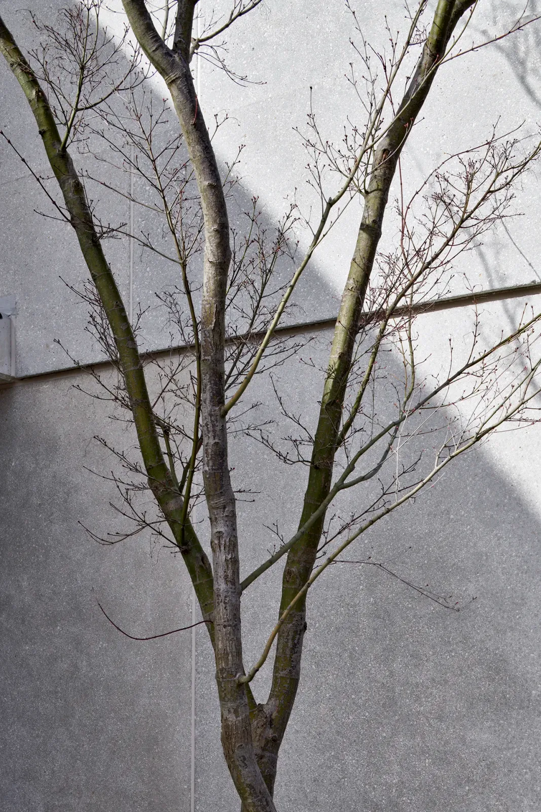 Daniela-Tonatiuh—CORPUS_GENTH—008--2021